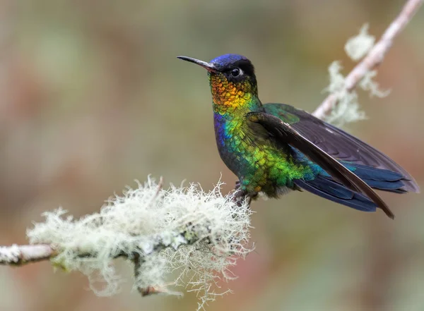 Ein Kolibri Costa Rica — Stockfoto