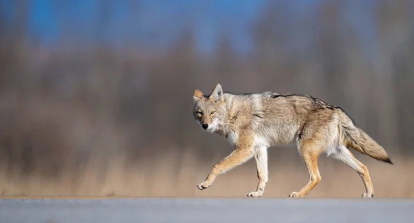 Kojot Banff Canada — Zdjęcie stockowe