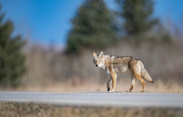 Een Coyote Banff Canada — Stockfoto