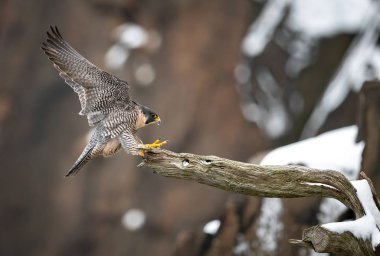 New Jersey 'de bir Peregrine Falcon portresi.