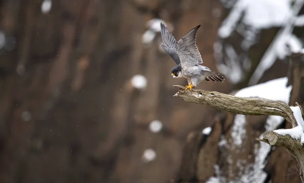 Ett Porträtt Peregrine Falcon New Jersey — Stockfoto