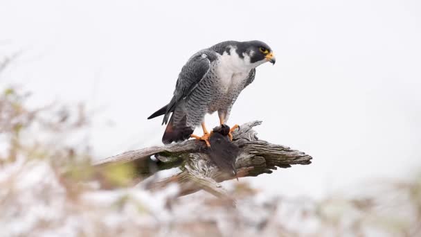 Peregrine Falcon โอคล ปใน — วีดีโอสต็อก