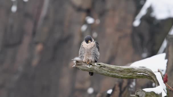 Peregrine Falcon โอคล ปใน — วีดีโอสต็อก