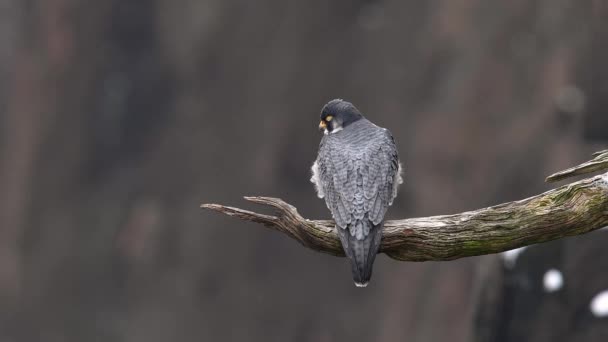 Peregrine Falcon โอคล ปใน — วีดีโอสต็อก