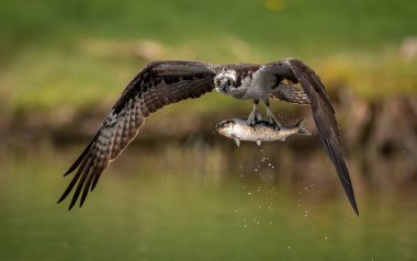 An osprey with a fish