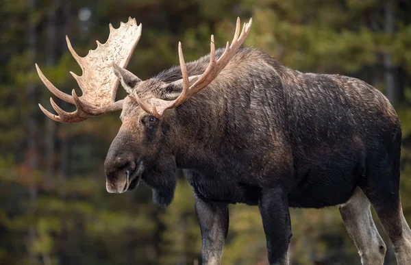 Moose Jasper Canada — Stock Photo, Image