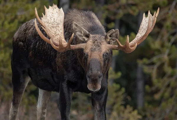 Moose Národním Parku Jasper Kanada Zimě — Stock fotografie