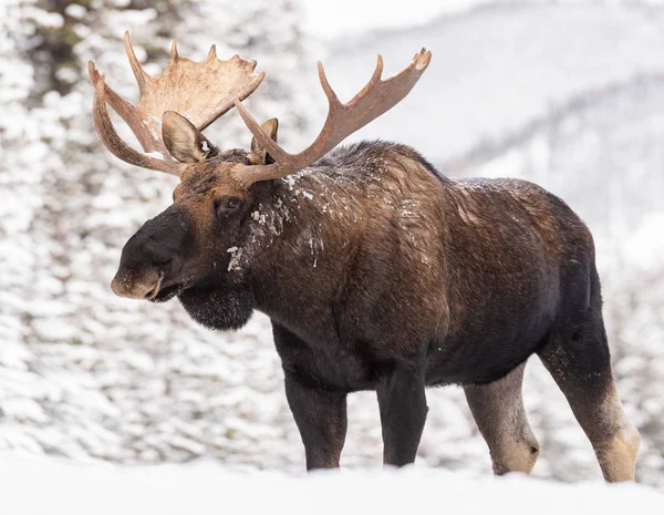 stock image Moose in Jasper National Park, Canada in Winter