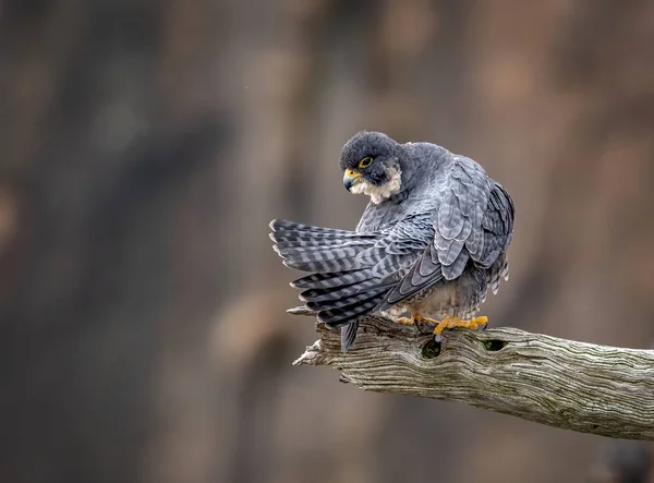 Peregrine Falcon Нью Джерси — стоковое фото