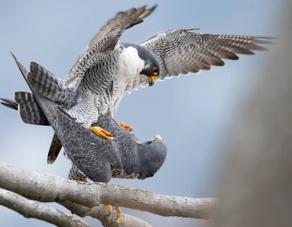Peregrine Falcon Нью Джерси — стоковое фото