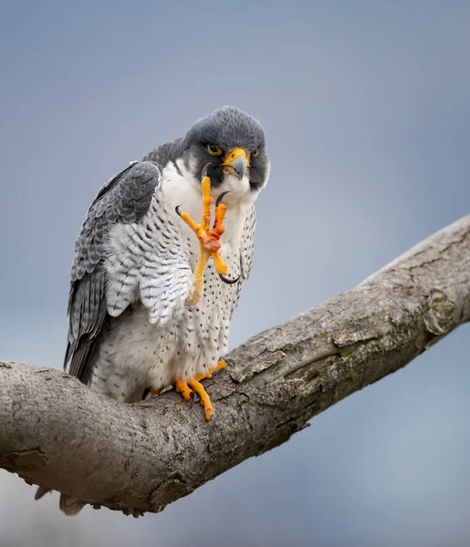Peregrine Falcon Nova Jersey — Fotografia de Stock