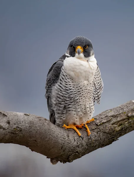 Peregrine Falcon Nova Jersey — Fotografia de Stock