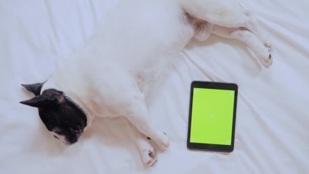 Hund och digital enhet inomhus — Stockvideo