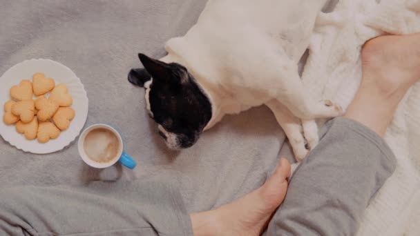 Närbild man med fransk bulldogg på kvällen mysigt hem — Stockvideo