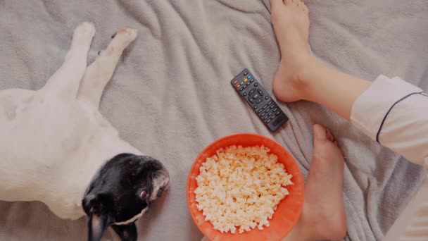 Женщина смотрит телевизор возле спящей собаки — стоковое видео