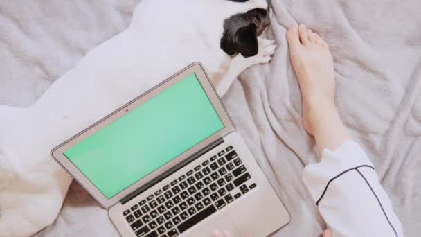 Nierozpoznawalna kobieta pisząca na komputerze w mieszkaniu — Wideo stockowe