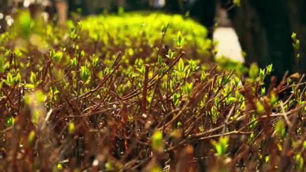 Young sprouts close up — Stock Video