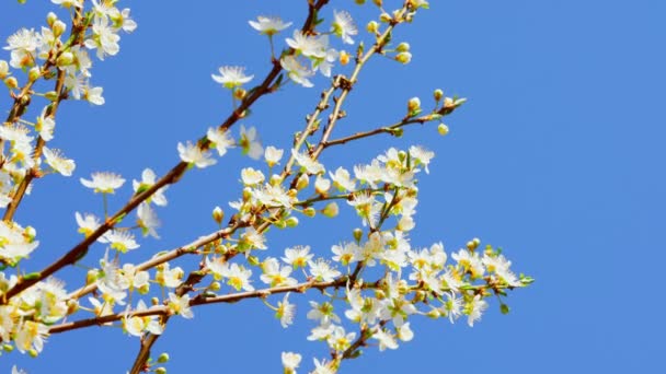 Весенний цветок b roll — стоковое видео