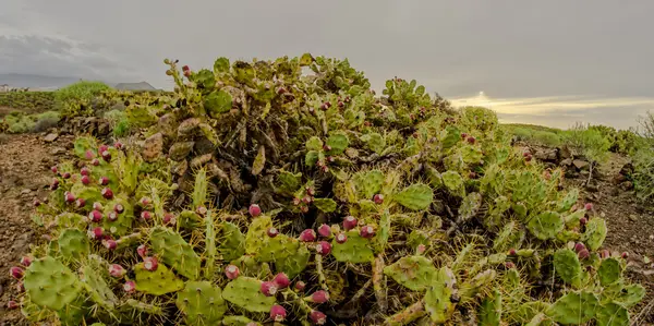 Groene succulente cactus — Stockfoto