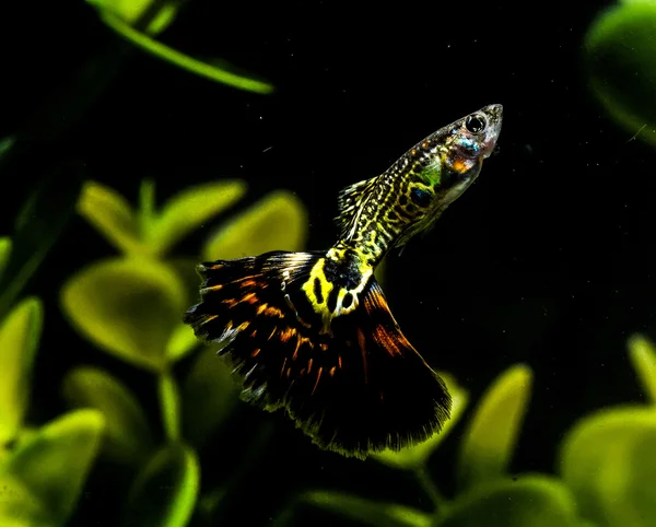 Guppy flerfärgade fisk — Stockfoto