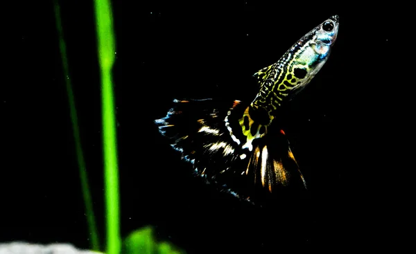 Guppy multi peixes coloridos — Fotografia de Stock