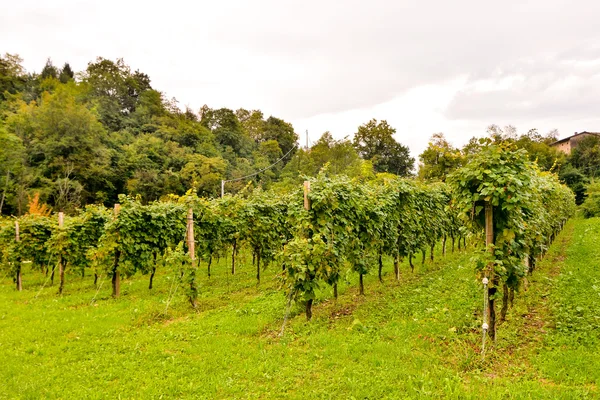 Foto Krásné Vinice Hroznového Ovoce Připraven Výrobě Vína — Stock fotografie