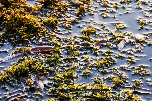 Foto Imagem Padrão Grama Verde Textura Fundo — Fotografia de Stock