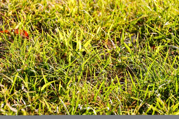 Photo Picture Green Grass Pattern Texture Background — Stock Photo, Image