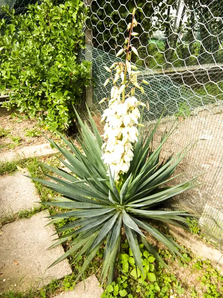 Foto Bild Von Schönen Blume Hintergrund — Stockfoto