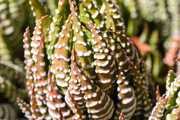 Photo Fond Texture Cactus Tropical — Photo