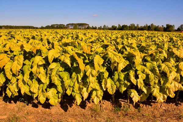 Foto Van Een Groot Mooi Tabaksveld — Stockfoto