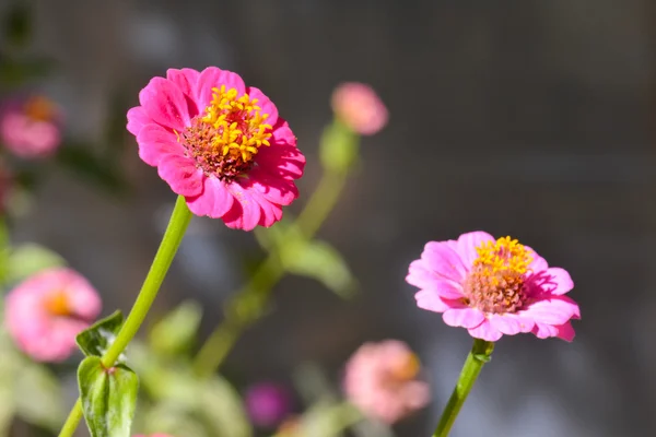 美しい花の写真背景 — ストック写真