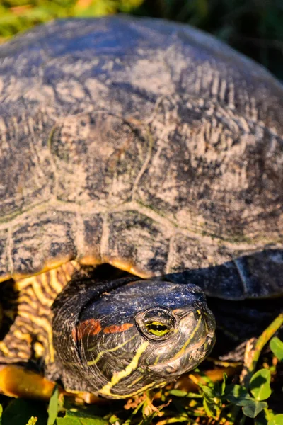 Fotoğraf Kızıl Kulaklı Terrapin Trachemys Scripta Elegans Kaplumbağa — Stok fotoğraf