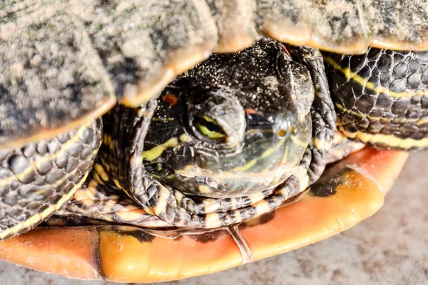 Photo Terrapin Oreilles Rouges Trachemys Scripta Elegans Tortue — Photo