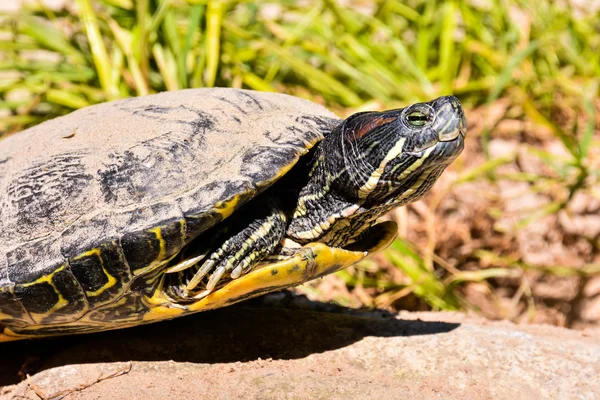 Fotoğraf Kızıl Kulaklı Terrapin Trachemys Scripta Elegans Kaplumbağa — Stok fotoğraf