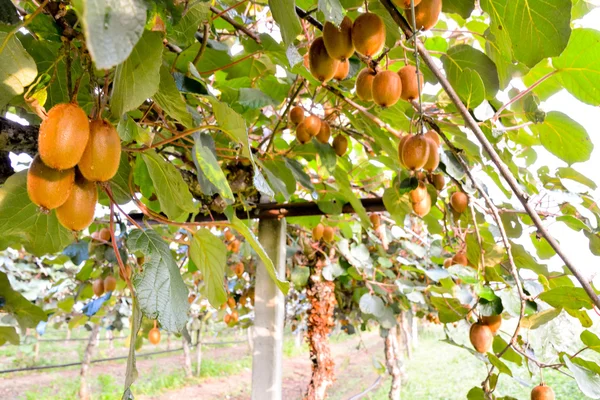 Zdjęcie Kiwi Fruit Plantaion Tree — Zdjęcie stockowe