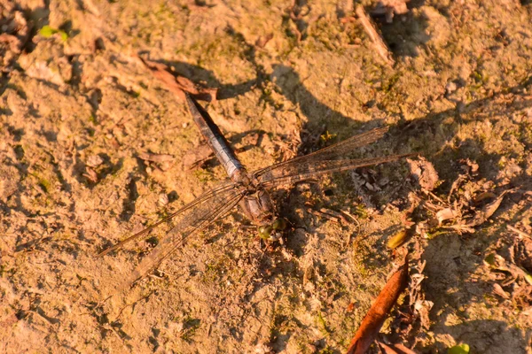 Zdjęcie Imperatora Ważki Anax — Zdjęcie stockowe