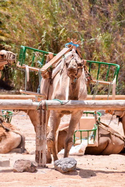 Photo Picture Camel Desert — Stock Photo, Image