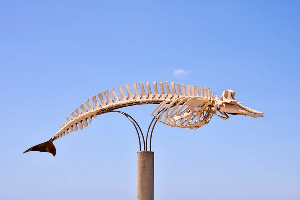 Esqueleto de mamífero de baleia — Fotografia de Stock