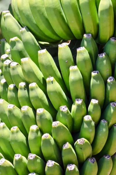加那利群岛香蕉种植园 — 图库照片