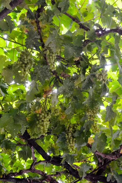 Foto Belo Vinhedo Frutas Uva Pronto Para Produzir Vinho — Fotografia de Stock