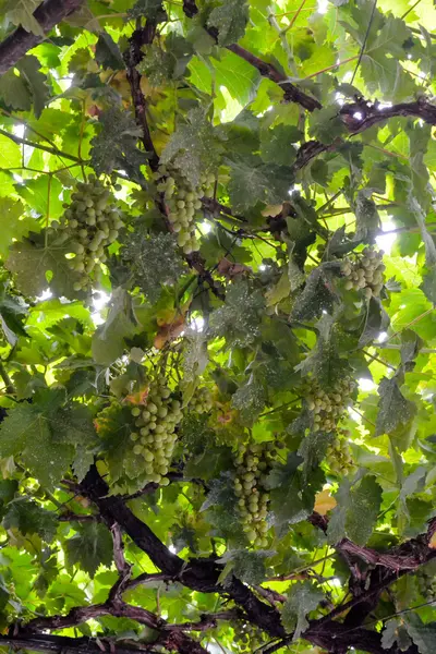 Foto Bellissimo Vigneto Frutta Uva Pronto Produrre Vino — Foto Stock