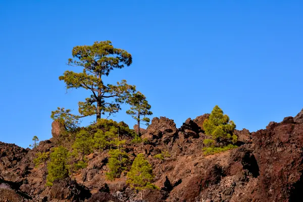 Picture Photo Green High Pine Tree View — Stock Photo, Image