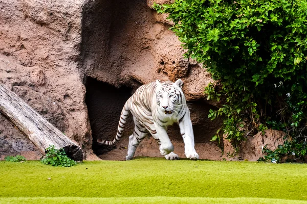 Valokuva Kuva Harvinainen Valkoinen Raidallinen Wild Tiger — kuvapankkivalokuva