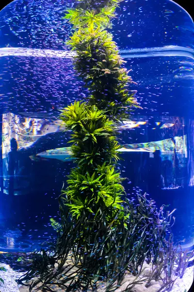 Fotomotiv Ein Aquarium Voller Schöner Tropischer Fische — Stockfoto