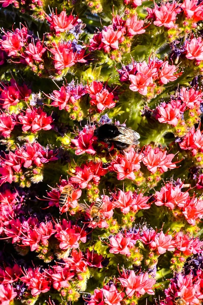 Image Motif Texture Fond Fleur Classique — Photo