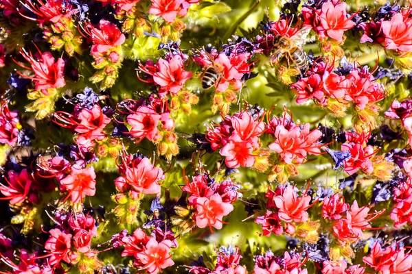 Esemplari Endemica Rossa Tenerife Bugloss Nel Parco Nazionale Del Teide — Foto Stock