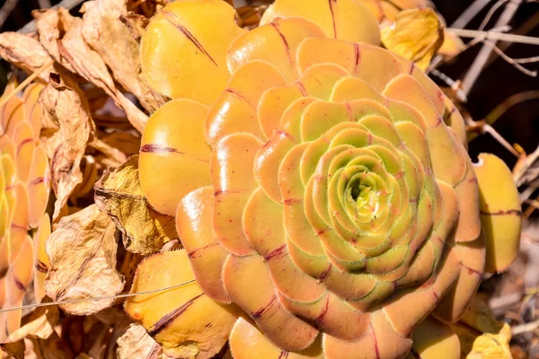 Foto Bild Eines Tropischen Kaktus Textur Hintergrund — Stockfoto