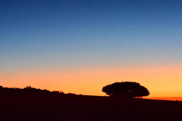 Arkaplan Ağacı Silueti Nin Sunset Sky Üzerindeki Resmi — Stok fotoğraf