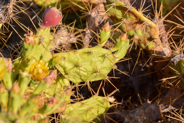 Green Prickly Pear Cactus Leaf Пустыне — стоковое фото